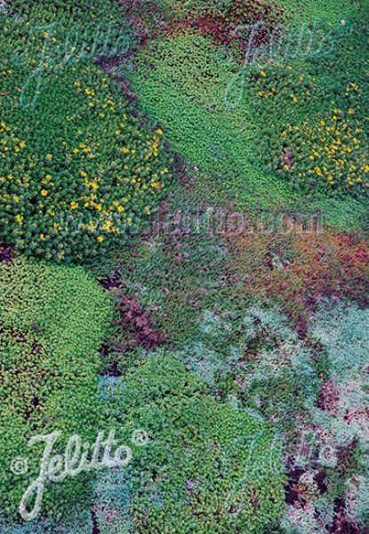 gmx580b sedum strechy a steny